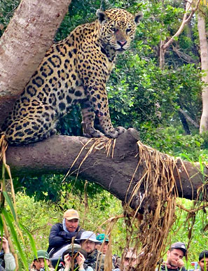 Im gesamten Feuchtgebiet des Pantanals hat die  Jaguar-Population in den letzten Jahren stark zugenommen.