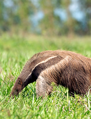 Ein Gro&szlig;er Ameisenb&auml;r kann bis zu 30.000 Ameisen und Termiten pro Tag fressen.