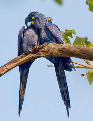 In ganz Brasilien leben nur noch etwa 3.000 Hyazintharas