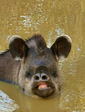 Bei Tagestemperaturen von bis zu 40 Grad ist auch f&uuml;r Tapire eine Abk&uuml;hlung sehr willkommen