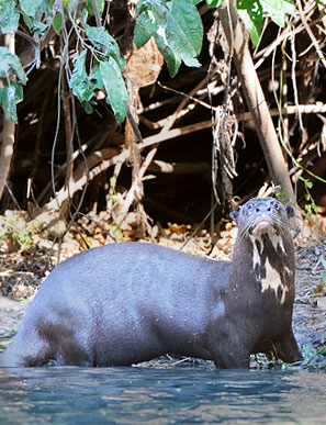 Der Riesenotter ist eine Pantanal und im amazonischen Regenwald lebende Art der Otter.