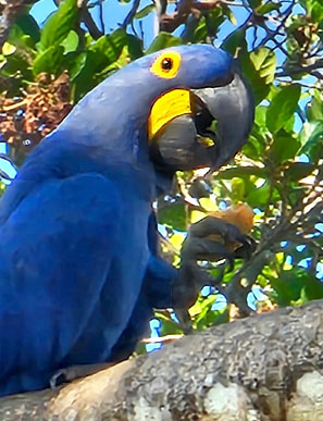 Hyazintharas sind mit bis zu 70 cm K&ouml;rperl&auml;nge die gr&ouml;&szlig;te Papageienart.