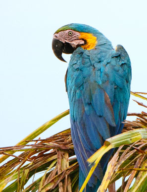 in Brasilien leben etwa 43 verschiedene Papageien und Sittiche, weltweit gibt es 350 Papageienarten
