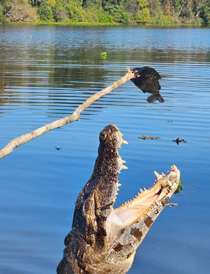 Nirgendwo auf der Welt leben so viele Kaimane wie im Feuchtgebiet des Pantanals