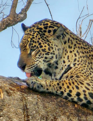 Nur etwa jeder 10 Jagdversuch eines Jaguars ist erfolgreich.