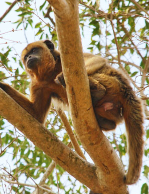 Scheuer Br&uuml;llaffe in einer Palmenkrone.