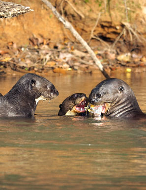 Ein besonders schoenes Erlebnis ist es, die Fischjagd eines Riesenotter-Clans zu beobachten.