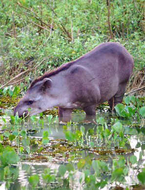 Neben dem Flachland-Tapir gibt es in S&uuml;damerika noch den Berg-Tapir sowie weltweit zwei weitere Arten: den Mittelamerikanischen- und Schabracken-Tapir in S&uuml;dostasien.
