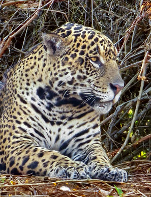 Bei 99 Prozent dieser Reisen kann man diese seltene Raubkatze beobachten.