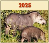 Flachlandtapir mit Jungtiere