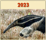 Flachlandtapir in einem W&auml;ldchen bei der Pousada Piuval