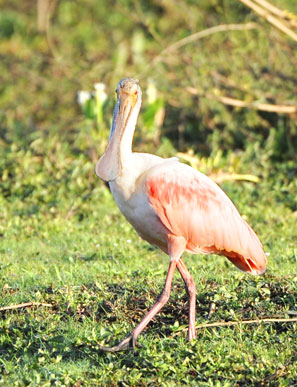 Der Rosa L&ouml;ffler ist wohl die farbenpr&auml;chtigste Reiherart.
