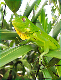 Grüner Leguan auf einer Fahrt durch das nördliche Pantanal - Fauna-Reisen - Reiseveranstalter für Brasilien-Reisen