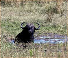 Tansania-Rundreise in den Mahale-Nationalpark