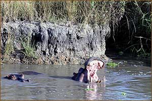 Safarireisen in Ostafrika