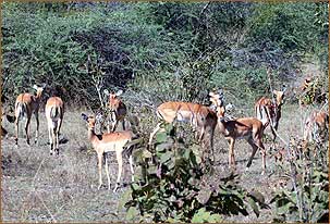 Exklusiv-Safari im Westen Tansanias