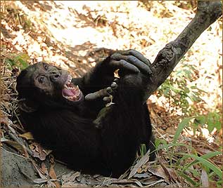Tansania-Reise zu den Schimpansen in den Mahale-Nationalpark