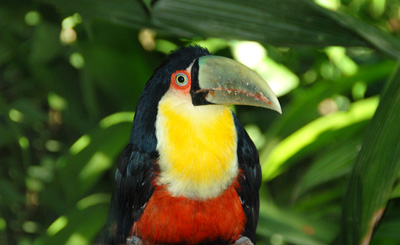 Reisen Iguazu Wasserfälle