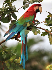 Kurzreise Pantanal Chapada 