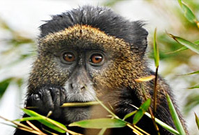 Golden Monkey auf unseren Ruanda Reisen zu sehen