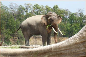 Elefanten in Bardia