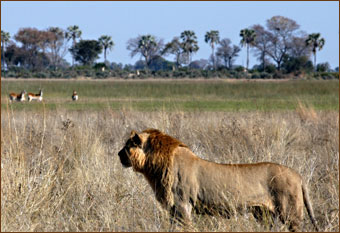 Pirschfahrt Chobe Nationalpark
