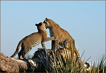 Safari Okavango Delta