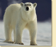 Spitzbergen Kreuzfahrt