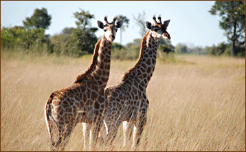 Reisen in den Chobe Nationalpark