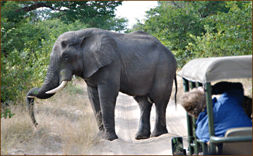 Flugreise nach Moremi Botswana