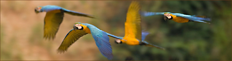 Blau-Gelbe Papageien Tambopata Nationalpark
