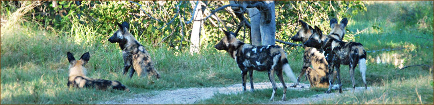 Wildhunde in Botswana