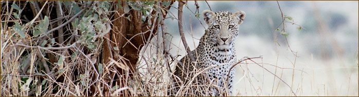 Gepard in der Serengeti