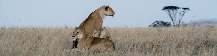 Löwen in der Serengeti