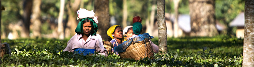 Naturreisen Südindien