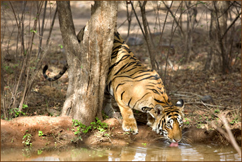 Unsere Indienreise zum Tiger fotografieren