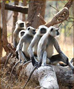 Hanuman-Languren auf unseren Ranthambore Nationalpark Reisen