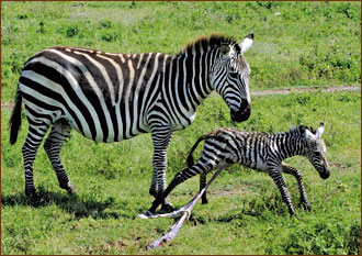 Fotoreisen Serengeti