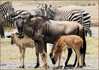 Fotoreise Serengeti