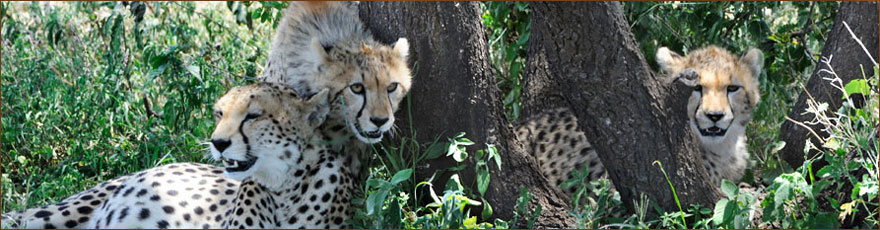 Fotoreise Serengeti Tansania