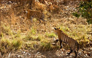 Das Revier eines Tigers ist bis zu 1000 qkm groß und kann durchschnittlich etwa 3 Jahre lang verteidigt werden