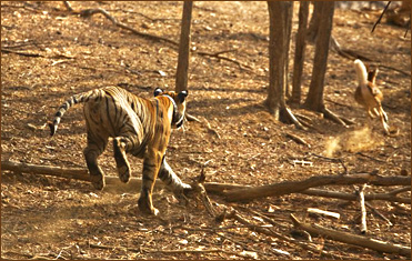 Nur jede 5. Beutejagd eines Tigers ist erfolgreich