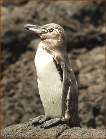 Wandern auf den Galapagos Inseln