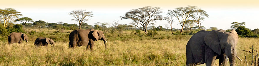 Safarireisen in den Mmikumi Nationalpark