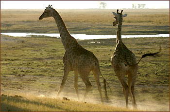 Camping Touren Botswana