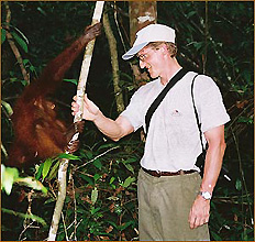 Orang Utans in Kalimantan