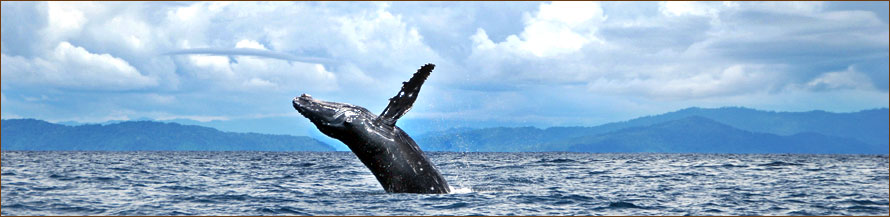 Wale in Costa Rica beobachten