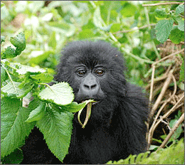 Wanderung auf unserer Uganda Reise