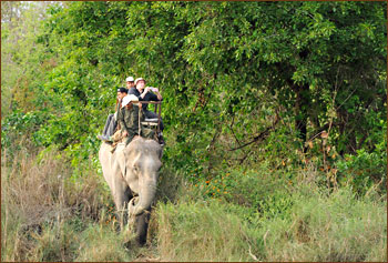 Elefanten Safari in Chitwan