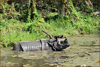 Panzernashorn auf unseren Reisen in den Chitwan Nationalpark